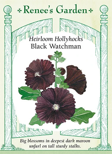 RG Hollyhock Black Watchman 